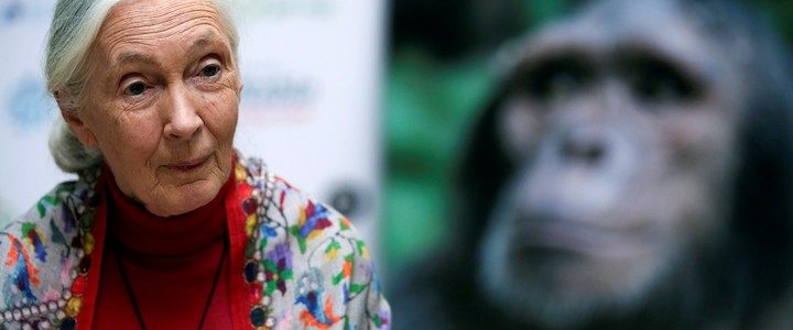 聞名世界的保育運動先驅珍古德博士(Dr. Jane Goodall)辭世😢